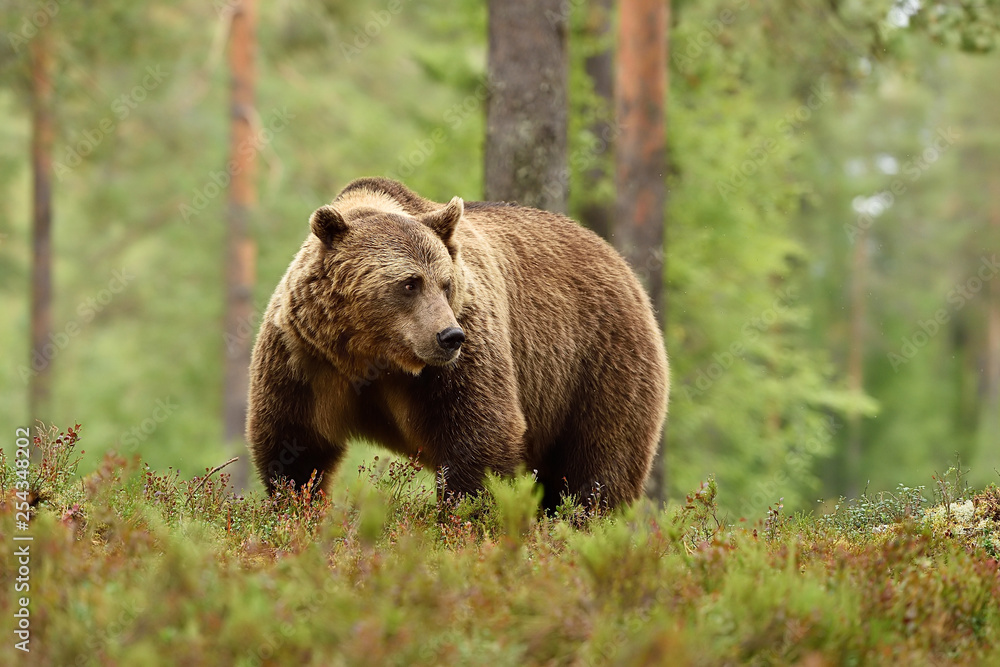 Adult brown bear in the forest background. Big male brown bear in forest.