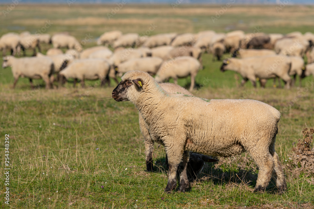 Moutons de Pré-Salé en baie de Somme Moutons de Pré-Salé en baie de Somme