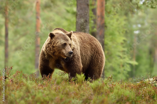 Adult brown bear in the forest background. Big male brown bear in forest. © Erik Mandre