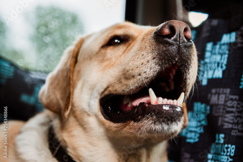 smiling face of a dog of Labrador breed shoot in the car