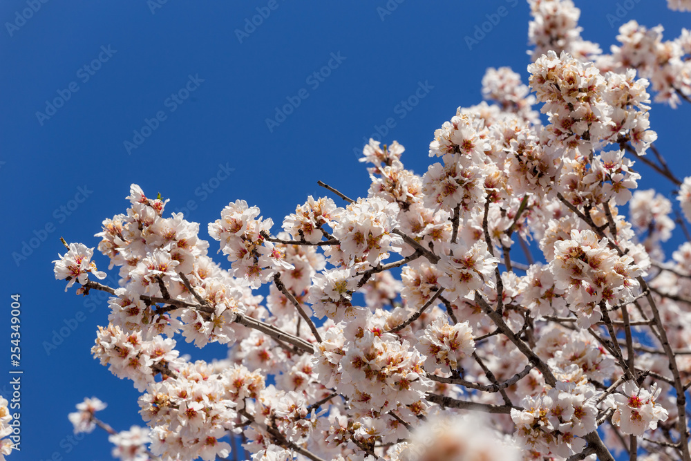 almond flowers blue  sky spring  season buds bees