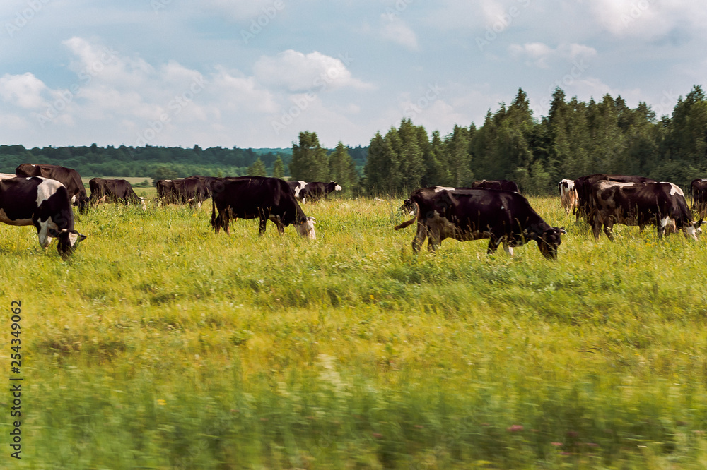 a herd of cows grazing in the summer meadow a herd of cows grazing in the summer meadow