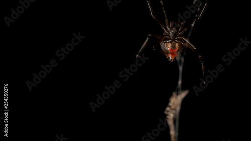 Red back spider suspended in web, soft focus exit. Macro locked off, copy space photo