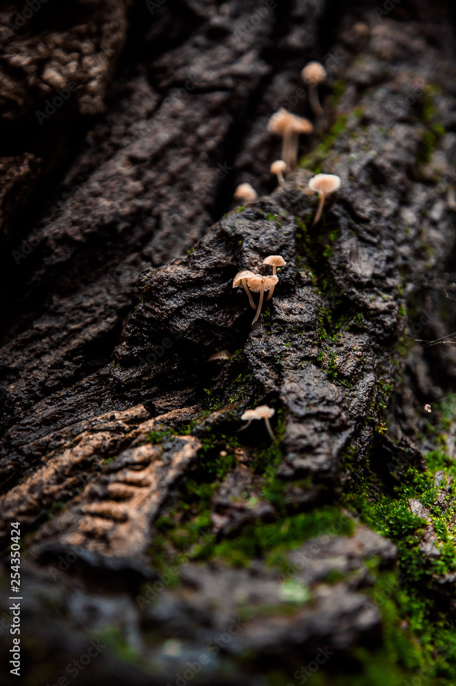 mushrooms on a tree bark with little stairs