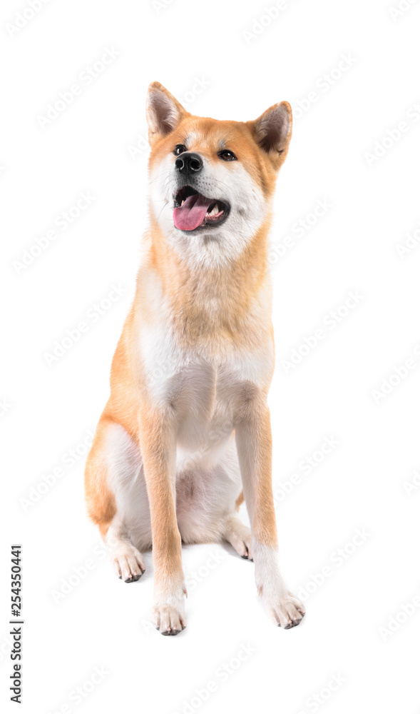 Cute Akita Inu dog on white background