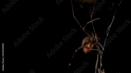 Poisonous red back spider suspended in web securing prey with silk. Macro locked off, copy space photo