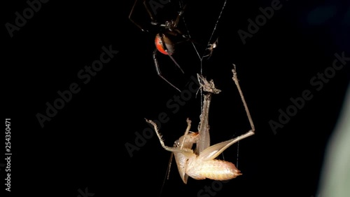 Venomous red back spider with juvenile suspended above cricket prey. Macro locked off photo