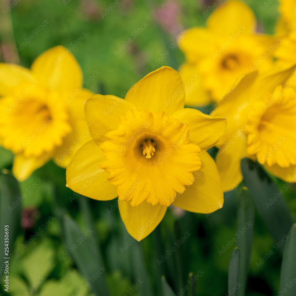 Yellow daffodils bloom in spring in the garden Yellow daffodils bloom in spring in the garden