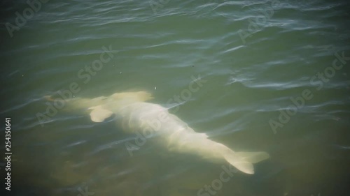 River dolphin (Inia) upside down on water and breathing (a river in the Amazon, Brazil) photo