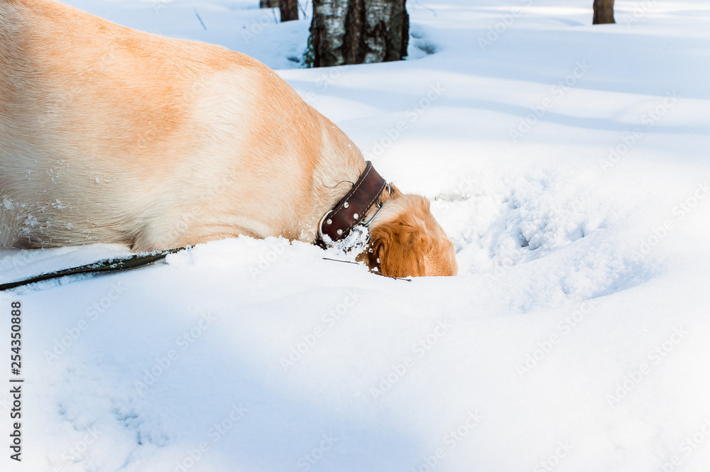 A dog of Labrador breed ducks into a snowdrift