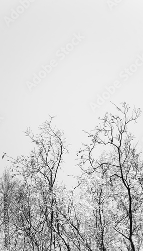 Wallpaper Mural branches of trees on grey sky background Torontodigital.ca
