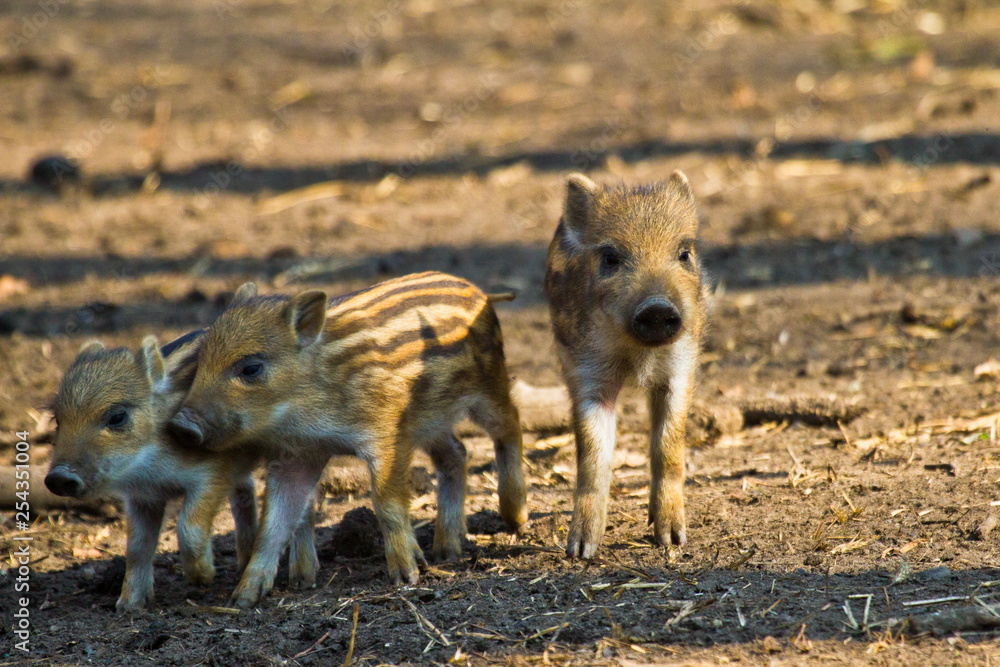 Wildschwein (Sus scrofa) Wildschwein (Sus scrofa)