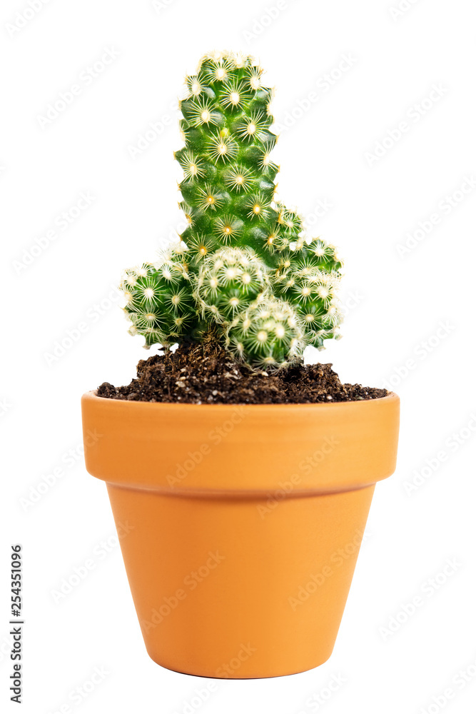 Mini Kaktus im Topf freigestellt vor Weiß, Mammillaria elongata oder Warzenkaktus Mini Kaktus im Topf freigestellt vor Weiß, Mammillaria elongata oder Warzenkaktus