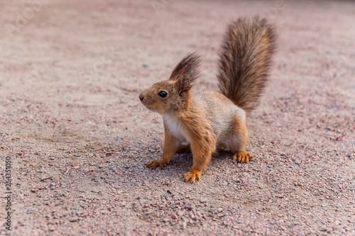 little squirrel on a footpath
