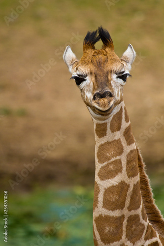 Uganda-Giraffe oder Rothschild-Giraffe (Giraffa camelopardalis rothschildi) photo