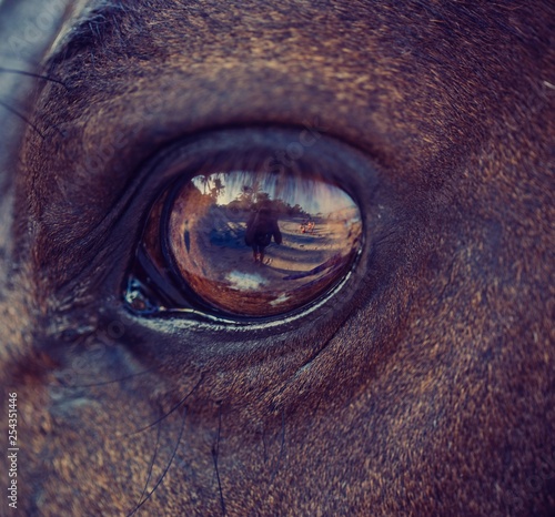 horse eye close-up. in the eye of the horse is a reflection of the photographer