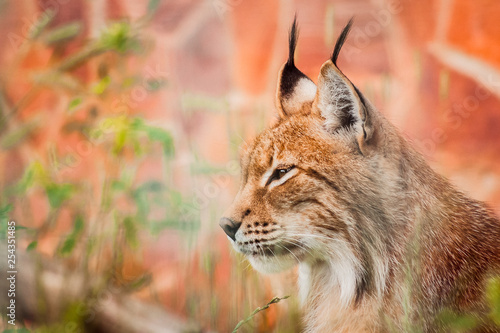 Lynx profile portrait on red background