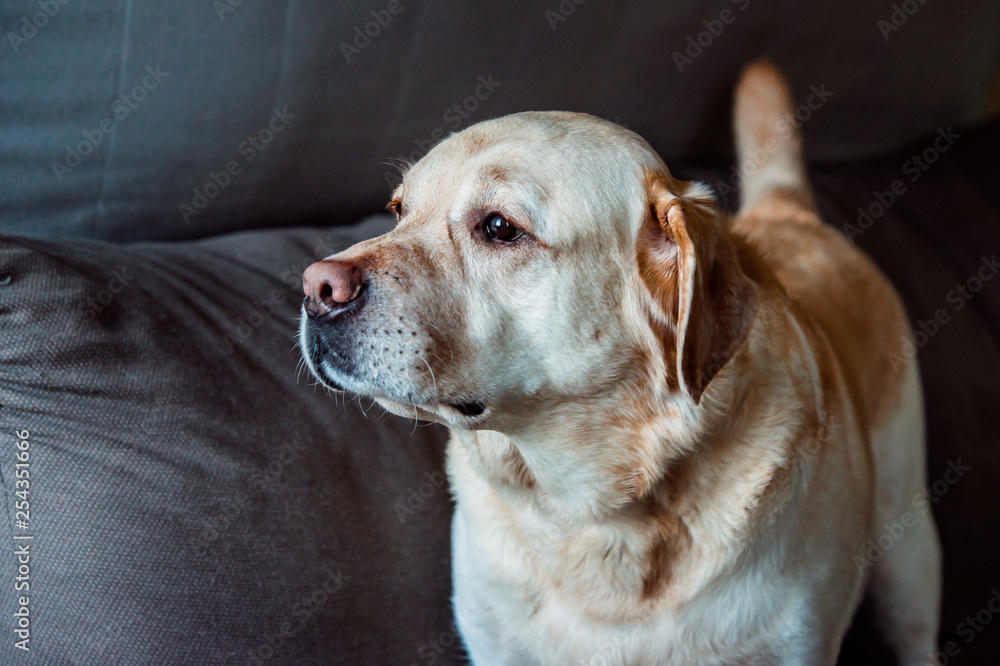 abrador dog standing on grey background abrador dog standing on grey background