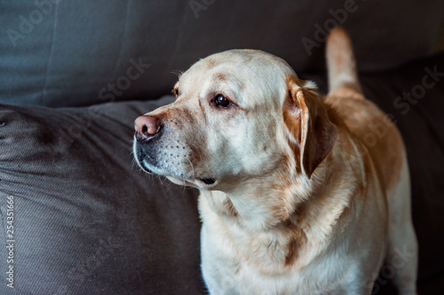 abrador dog standing on grey background