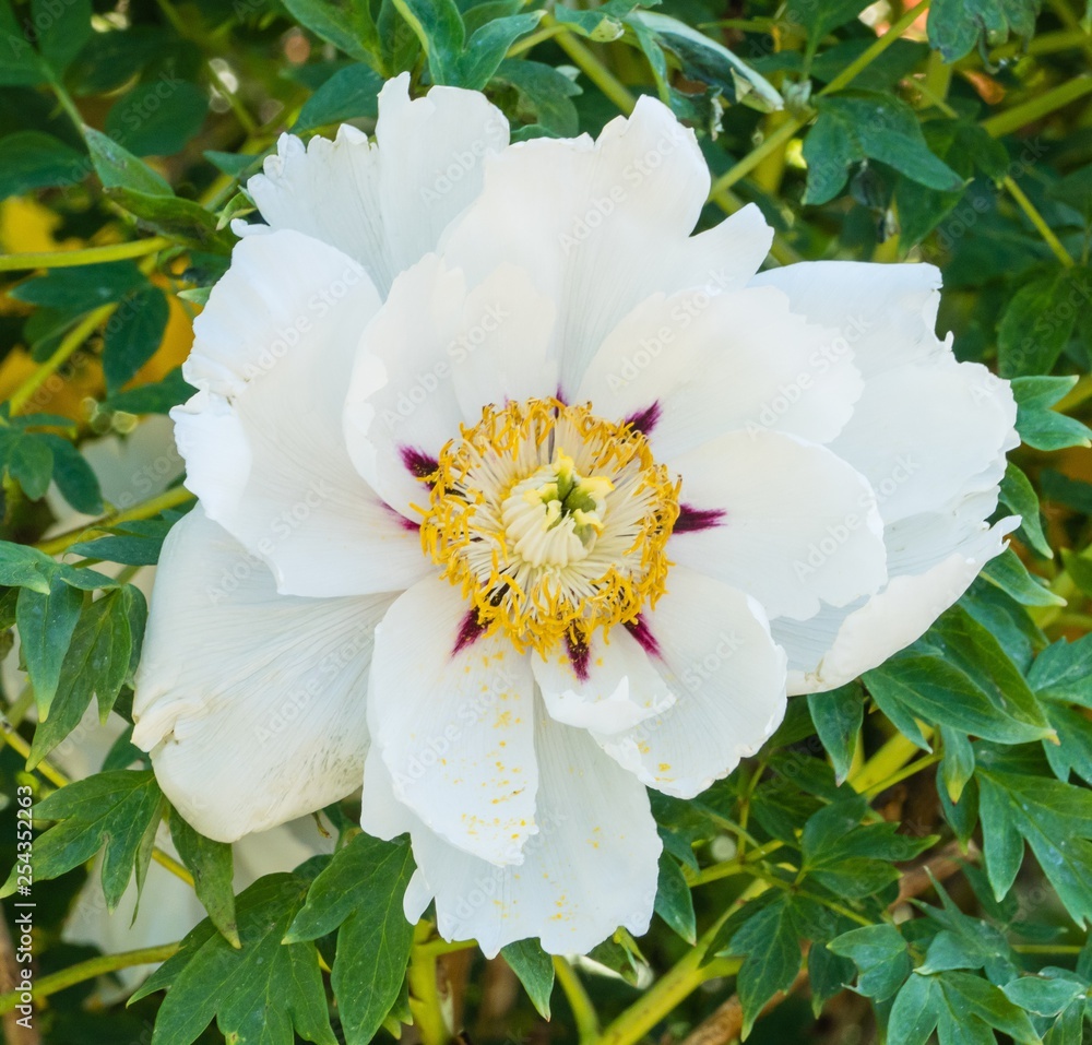 Fototapeta premium Weiße Hibiskusblüte