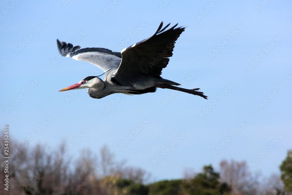 Naklejka premium vol du héron