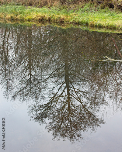 A reflected winter tree in still water, Suffolk, Englaand, UK. photo