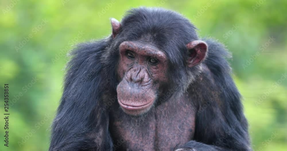 portrait of a chimpanzee in the heart of nature, South Africa portrait of a chimpanzee in the heart of nature, South Africa