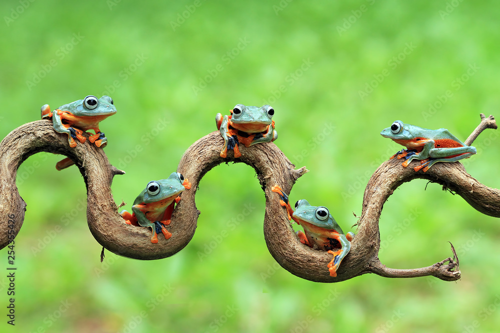 Javan tree frog on aitting on branch, flying frog on branch, tree frog on branch - obrazy, fototapety, plakaty 