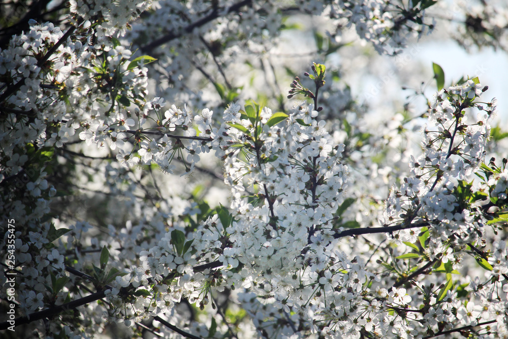 Blossoming trees in spring season Blossoming trees in spring season