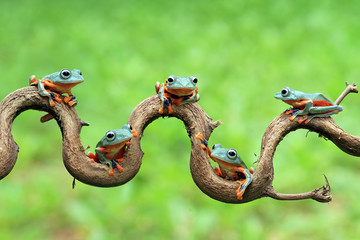 Javan tree frog on aitting on branch, flying frog on branch, tree frog on branch
