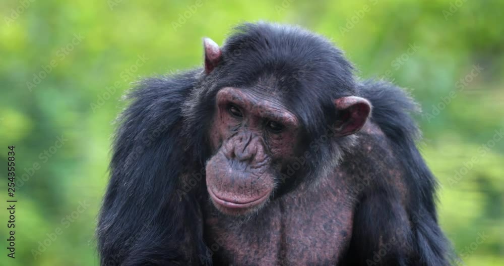 portrait of a chimpanzee in the heart of nature, South Africa portrait of a chimpanzee in the heart of nature, South Africa