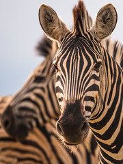 Ingelijste posters Meloenkleur Zebra's in Etosha savanne Namibië  © vaclav