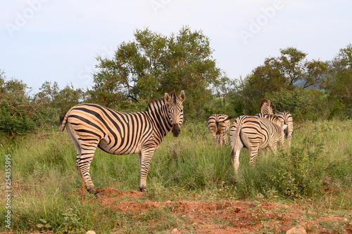 Plain Zebras  Equus Quagga  in the african savanna of the Etosha National Park in Namibia