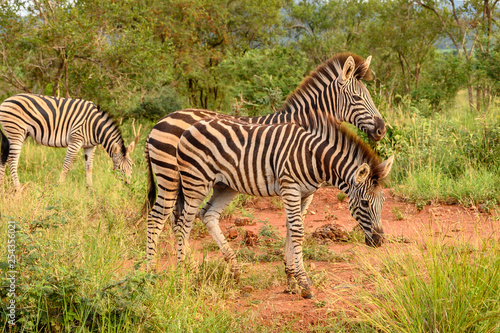 Plain Zebras  Equus Quagga  in the african savanna of the Etosha National Park in Namibia