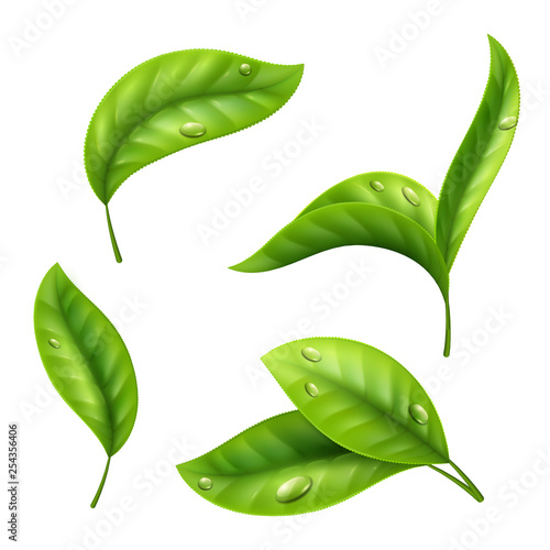 Realistic green tea leaves with drops isolated on white background. Illustration of tea green leaf, organic plant fresh