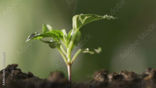 Wallpaper Mural Planting young tree by kid hand on back soil as care and save wold concept Torontodigital.ca