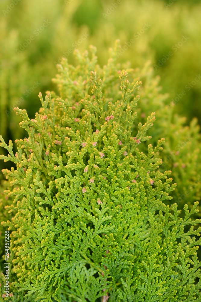 Dwarf golden oriental thuja Dwarf golden oriental thuja