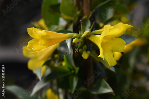 Yellow jessamine photo