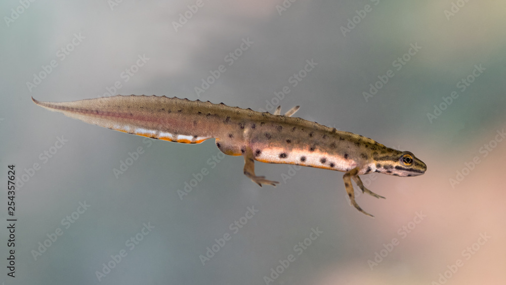 Ein unter Wasser schwimmendes Teichmolch Männchen in der Seitenansicht