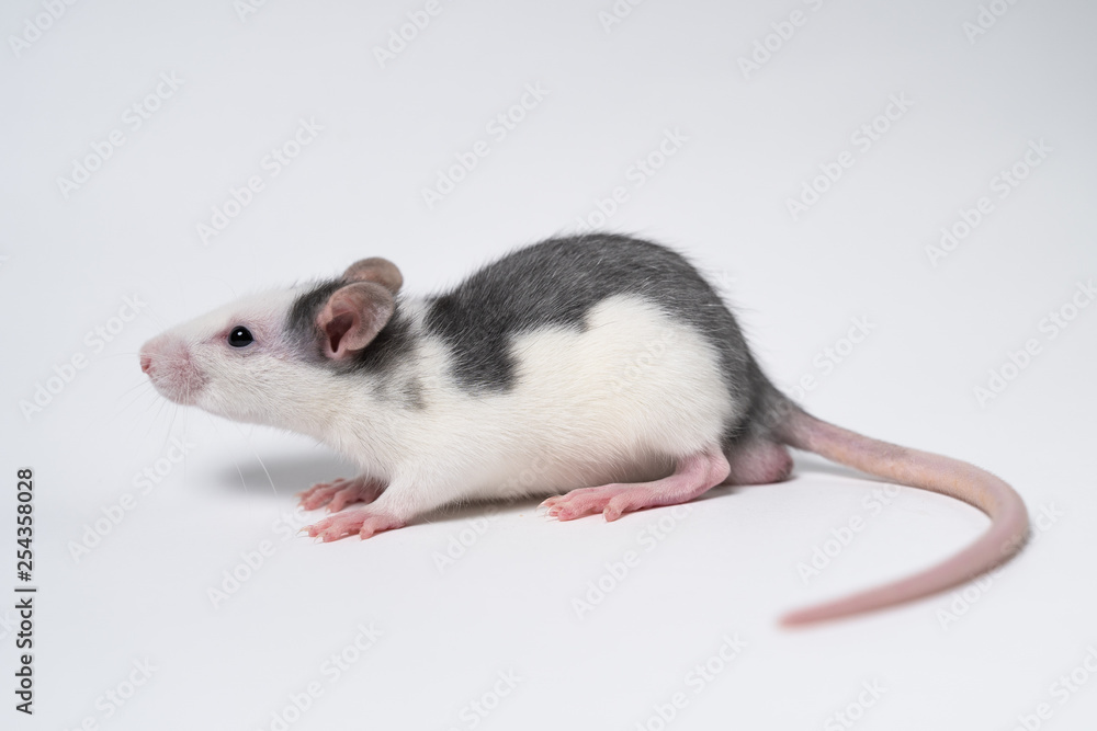 Beautiful rat isolated on white background. Home Mouse symbol 2020 new year Beautiful rat isolated on white background. Home Mouse symbol 2020 new year