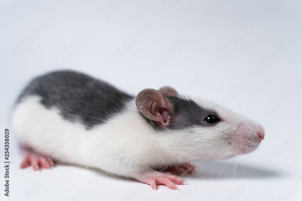 Beautiful rat isolated on white background. Home Mouse symbol 2020 new year Beautiful rat isolated on white background. Home Mouse symbol 2020 new year