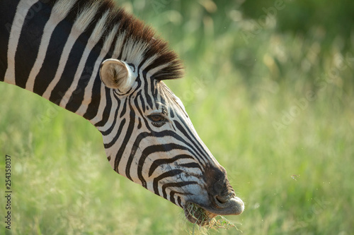 Zebra pulling faces and smacking lips in the afternoon glow of summer
