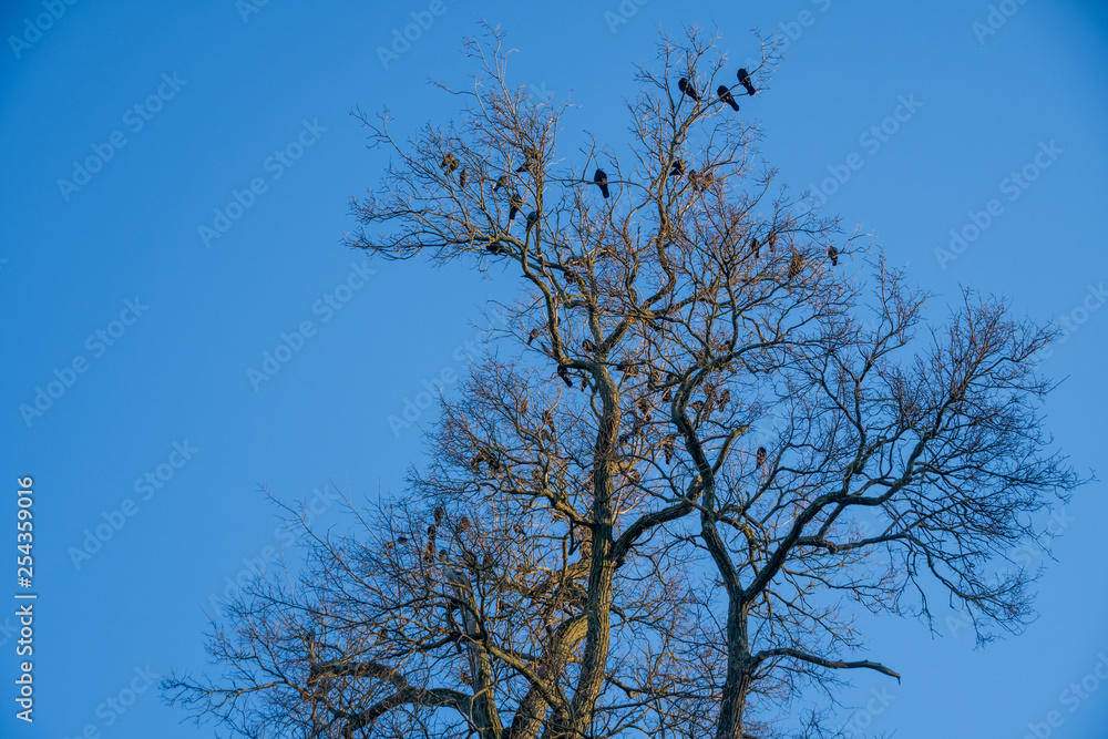 Group of black crows or ravens on top of a leafless birch tree in early spring, sunny day. Flock of crows is called a murder Group of black crows or ravens on top of a leafless birch tree in early spring, sunny day. Flock of crows is called a murder