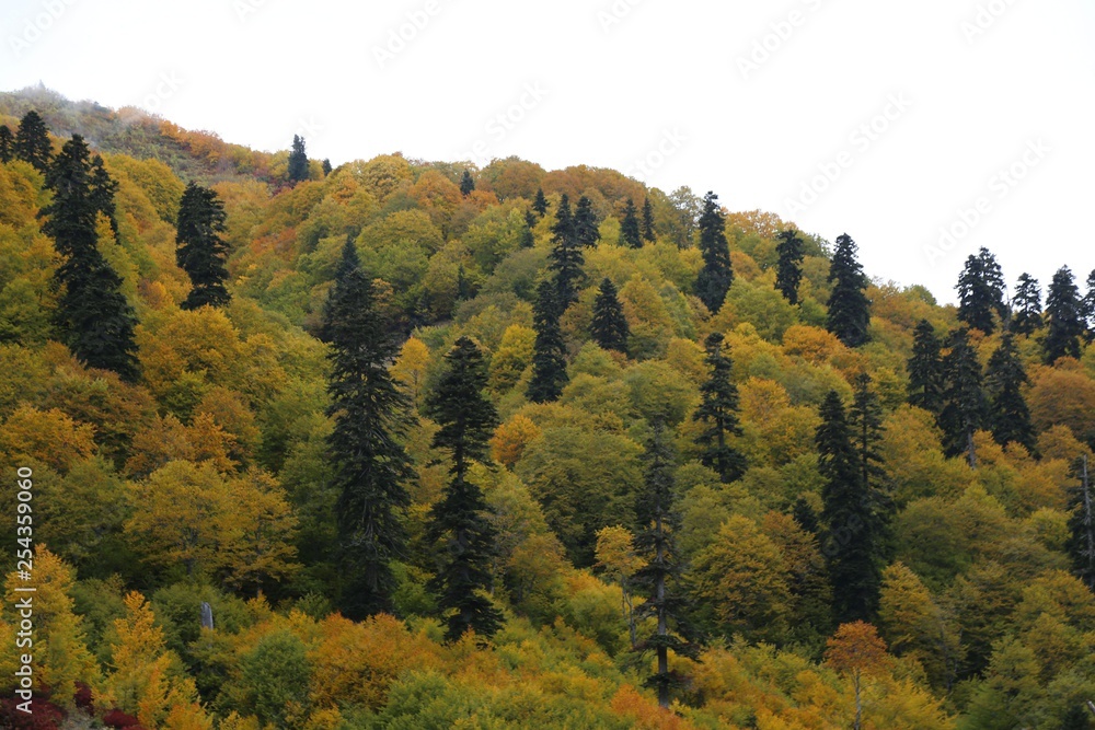 Colorful Trees in Autumn Season.artvin /savsat/turkey