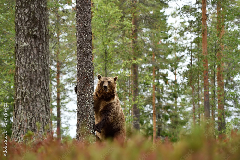 Naklejka premium Big male brown bear standing in forest lanscape