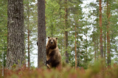 Big male brown bear standing in forest lanscape © Erik Mandre