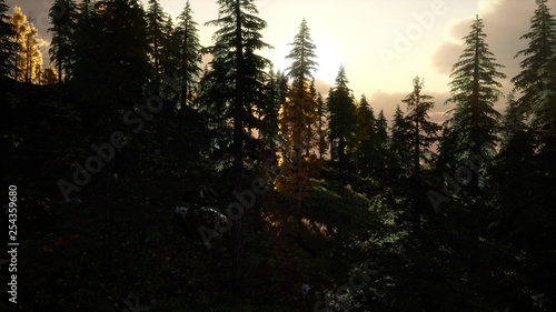 Forest under Sunrise Sunbeams © icetray