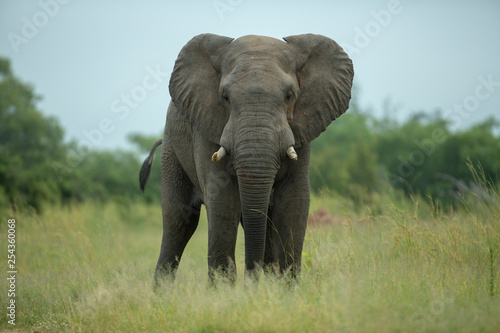 Large elephant bull drinking water  playing in the mud and standing in the open.