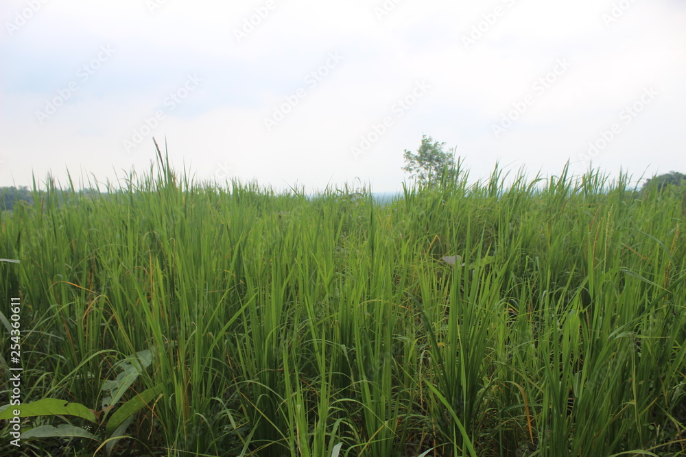  paddy fields in the suburbs