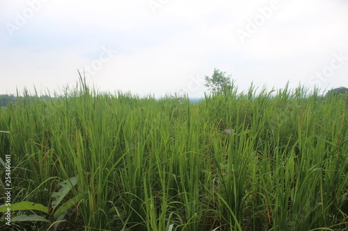  paddy fields in the suburbs